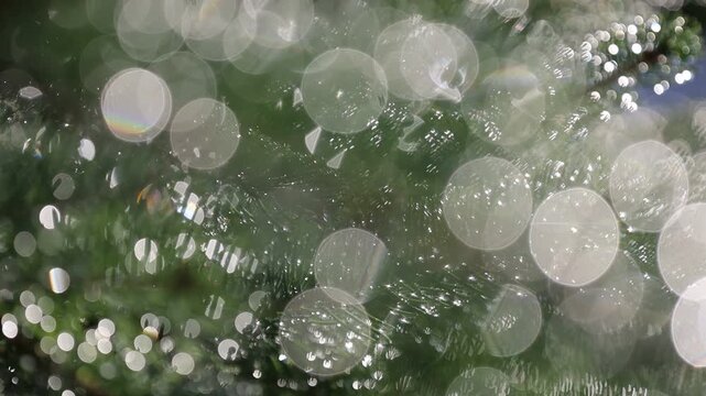 Glistening Water Droplets on Tree Branch, Post-Rain Sunlight - Seamless Loop