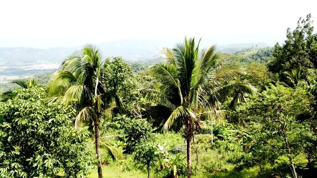 Thick varieties of tropical forest trees cover the rugged terrain of the steep mountain adjacent to the Sierra Madre Mountains. Drone aerial
