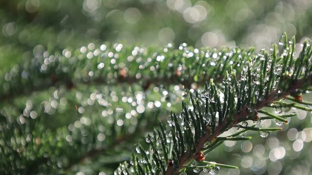 Glistening Water Droplets on Tree Branch, Post-Rain Sunlight - Seamless Loop
