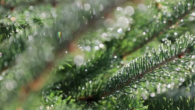 Glistening Water Droplets on Tree Branch, Post-Rain Sunlight - Seamless Loop