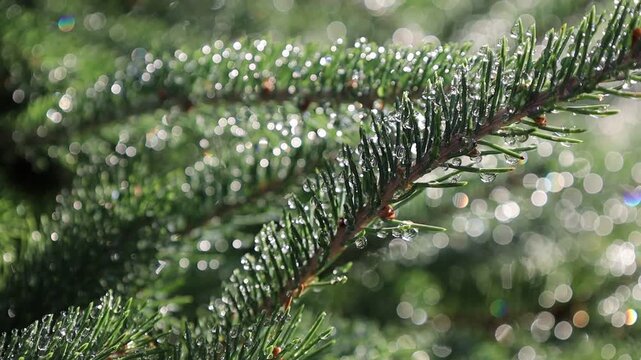 Glistening Water Droplets on Tree Branch, Post-Rain Sunlight - Seamless Loop