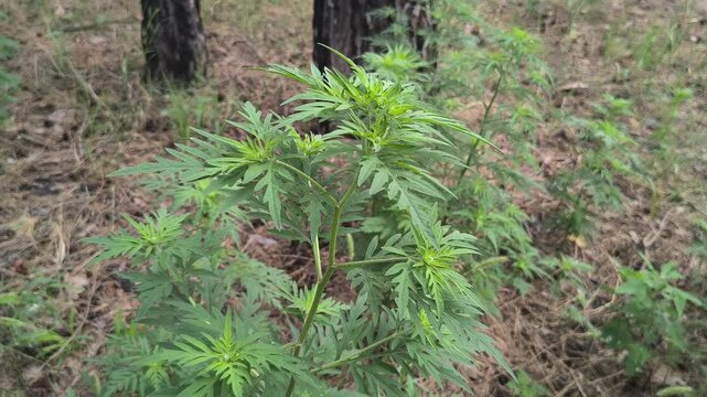 Close-up view of Ambrosia artemisiifolia, common ragweed, growing wild in a forest. The invasive plant displays its characteristic deeply lobed green leaves in natural daylight.