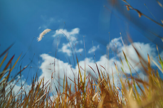 Low angle view of a single white cogon grass flower blowing in the wind against a bright blue sky with soft white clouds, surrounded by dry golden wild grass fields in summer.