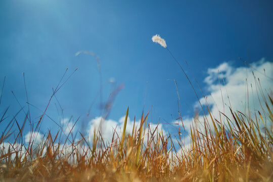 Low angle view of a single white cogon grass flower blowing in the wind against a bright blue sky with soft white clouds, surrounded by dry golden wild grass fields in summer.