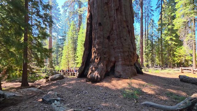 UNITED STATES, MARCH 29, 2026: Giant sequoia tree with visitors in Sequoia National Park California, Tourists gather near the massive trunk while walking through a protected forest attraction