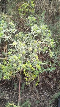 Close-up of Eryngium campestre, known as field eryngo, growing wild in dry grass. The thorny, thistle-like plant shows its pale green prickly leaves and round flower heads in natural light.