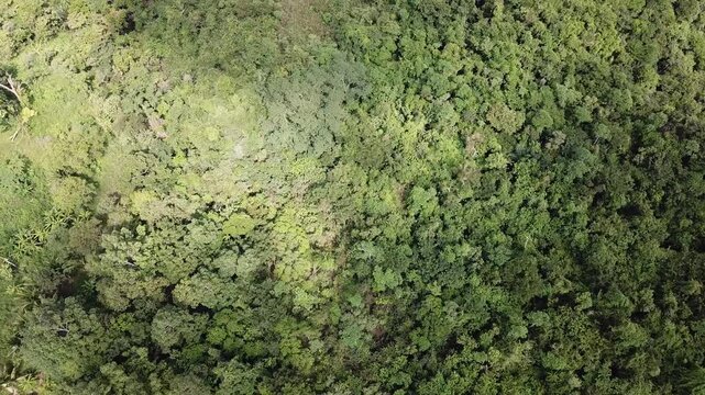 Thick varieties of tropical forest trees cover the rugged terrain of the steep mountain adjacent to the Sierra Madre Mountains. Drone aerial
