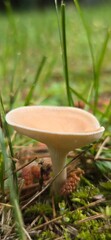mushroom in the forest © Ashleybabe