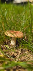 mushroom in the grass © Ashleybabe