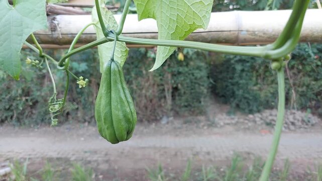 Green Chayote Fruit Hanging on Trellis in Tropical Farm