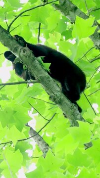 Tiny Vulnerable Cutest Ever Black Bear Cub Climbing Down Backward! Watch Those Claws and Toes Spread!