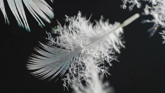 Delicate white feathers floating against a dark background in a serene and peaceful atmosphere