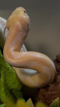 Close-Up of an Albino Ball Python Swallowing a Mouse