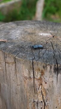 A stag beetle in the wild. Selective focus.