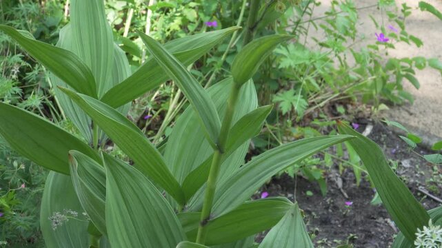 A close-up vertical tilt moves up lush green foliage to a sunlit seed head against a blurred background. Suitable for botany projects and nature videos.
