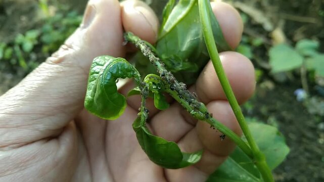Close-up of plant stem and leaves infested with destructive aphids and plant pests held in a hand, showing agricultural disease and crop damage