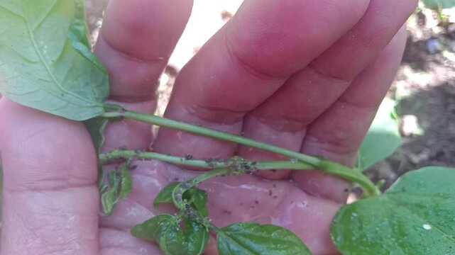 Spraying liquid pesticide on pest-infested long bean stems held by hand to eliminate aphids and protect agricultural crops from plant disease
