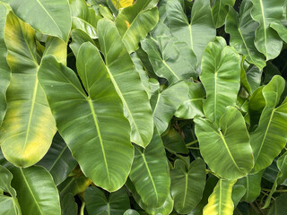 Lush Tropical Foliage Background in Chiang Mai Thailand © MCCreative