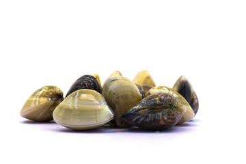 Closed up fresh baby clams. venus shell. shellfish. carpet clams. Food from nature. as raw food from the sea are the seafood ingredients. fresh clams isolated on white background © Pisan
