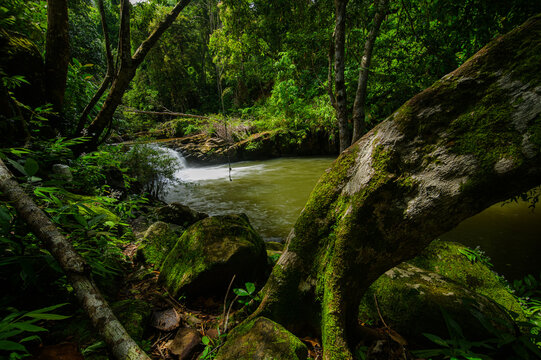 Serene forest stream with lush greenery and moss-covered rocks in natural setting