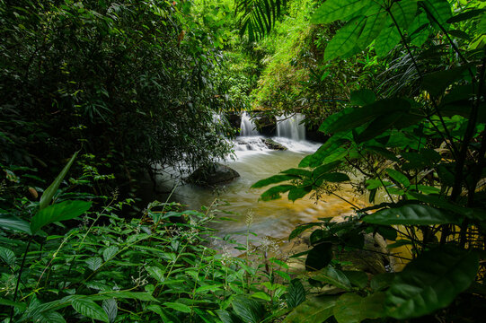 Tranquil Forest Stream Flowing Through Dense Tropical Jungle During Daylight