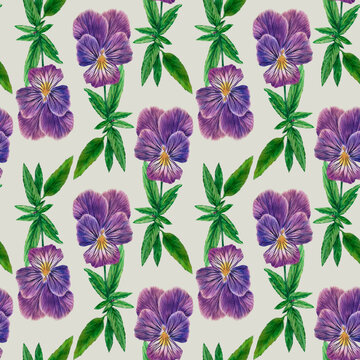 Seamless pattern with violet hand drawn Pansies. Colored pencils drawing on paper. Vibrant plant with green leaves.  Detailed botanical illustration. Close-up summer flowers. Realistic drawing. Not AI