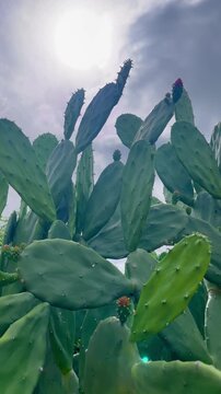 Cactus plant with many green leaves