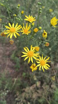 Close-up of bright yellow Senecio flowers blooming in a wild summer meadow. The wild plant sways gently against a blurred green background of natural grass and vegetation in sunlight.