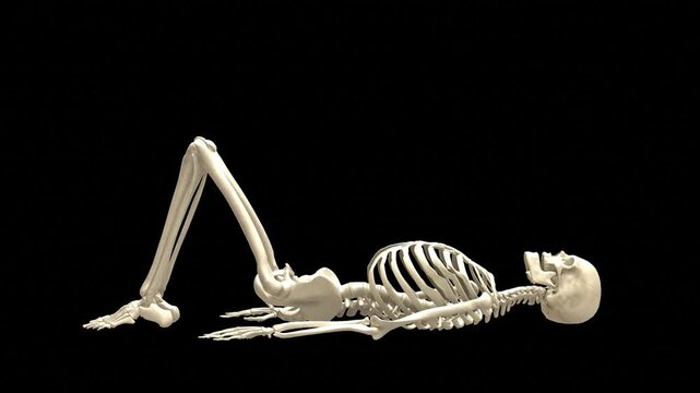 3D Medical Visualization - Kneeling Inner Thigh Ball Squeeze Exercise (Skeletal System, Side View, Alpha Channel)