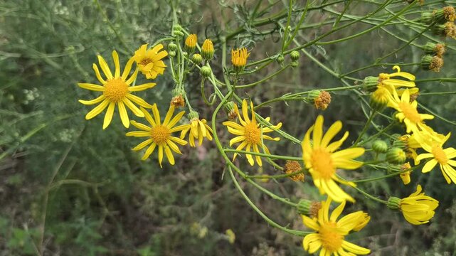 Close-up of bright yellow Senecio flowers blooming in a wild summer meadow. The wild plant sways gently against a blurred green background of natural grass and vegetation in sunlight.