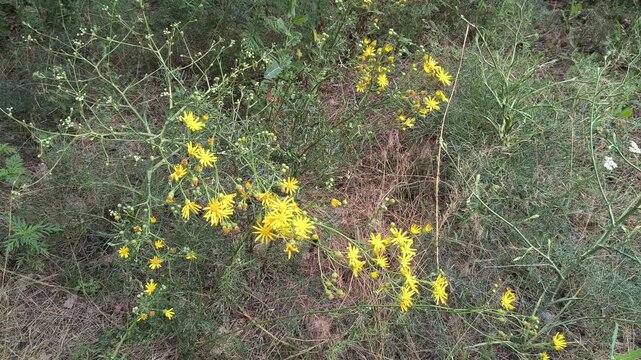 Close-up of bright yellow Senecio flowers blooming in a wild summer meadow. The wild plant sways gently against a blurred green background of natural grass and vegetation in sunlight.