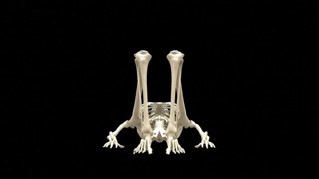 3D Medical Visualization - Kneeling Inner Thigh Ball Squeeze Exercise (Skeletal System, 180 Degree Turntable View, Alpha Channel)