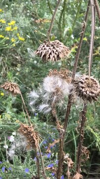 Close-up of dried thistle seed heads with fluffy white seeds in a natural meadow. Detailed shots of mature plant pods releasing pappus in autumn.