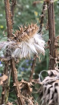 Close-up of dried thistle seed heads with fluffy white seeds in a natural meadow. Detailed shots of mature plant pods releasing pappus in autumn.