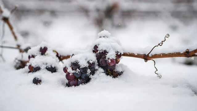 Bunches of dark red wine grapes covered in fresh winter snow on the vine
