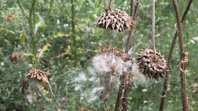 Close-up of dried thistle seed heads with fluffy white seeds in a natural meadow. Detailed shots of mature plant pods releasing pappus in autumn.