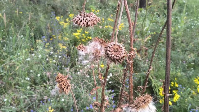 Close-up of dried thistle seed heads with fluffy white seeds in a natural meadow. Detailed shots of mature plant pods releasing pappus in autumn.