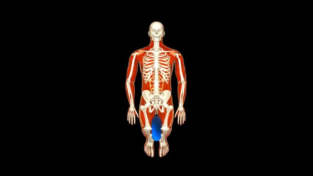 3D Medical Visualization - Kneeling Inner Thigh Ball Squeeze Exercise (Anatomy System, Front View, Alpha Channel)