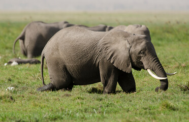 Obraz premium Elephant d'Afrique,