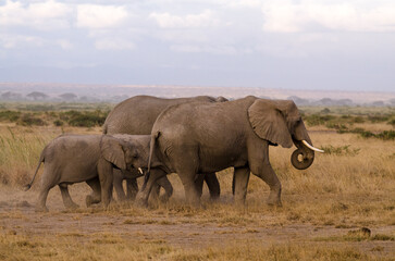 Fototapeta premium Elephant d'Afrique,