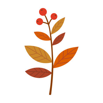 Autumn berries branch with leaves isolated on white background, Vector Illustration.	