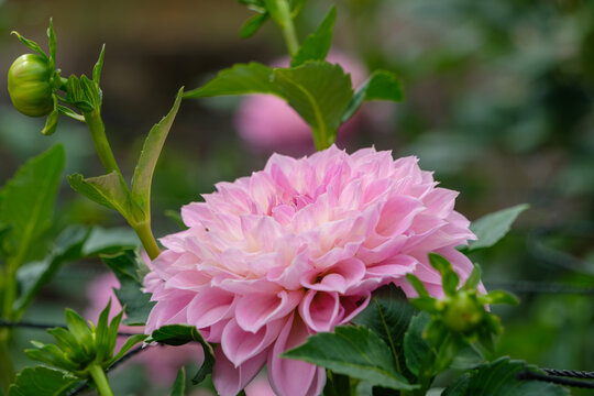 Close-up of elegant pink dahlia flower blooming with green leaves and buds background in autumn
