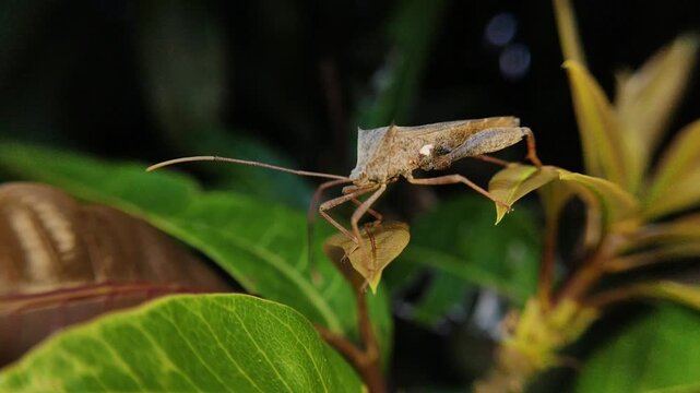Close up of a Giant Leaf Footed Insect or Also Known As Acanthocephala Declivis perched on a leaf