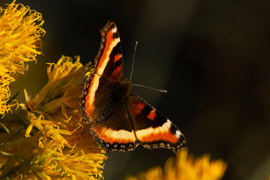 Milbert's Tortoiseshell