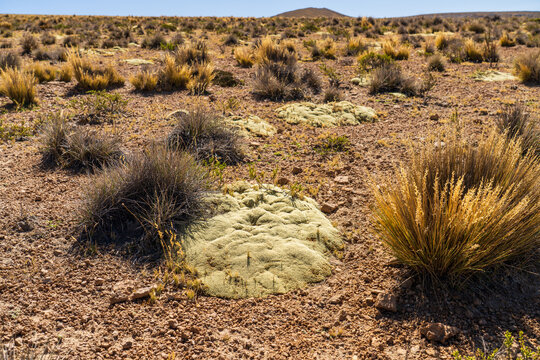 Close-up of a light green yareta cushion plant (Azorella compacta) growing alongside golden puna grass in the arid high-altitude altiplano of the Peruvian Andes.