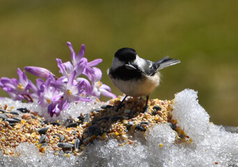 A tit in the garden, Sainte-Apolline, Québec, Canada © Claude Laprise