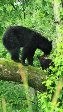 Adorable Moment of Love and Affection Mother Black Bear and Cub After a Rainy-day Nap Snooze