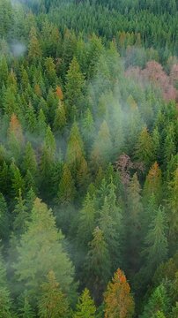 Aerial view shows a dense forest with the clouds. British Columbia, Canada