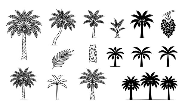 date palm, date palm tree, palm tree, date fruit, dates, palm silhouette, palm line art, botanical, tropical tree, oasis, agriculture, Middle East, desert plant, fruit tree, nature, tree icon, outline