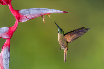 Fototapeta premium Fawn-breasted brilliant flies up below heliconia flower